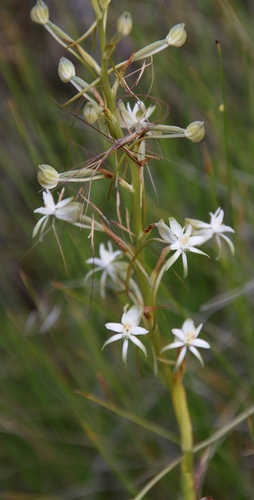 Image of Habenaria afra by (c) Tony Rebelo, some rights reserved (CC BY-SA)