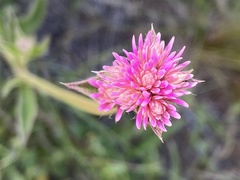 Gomphrena pulchella