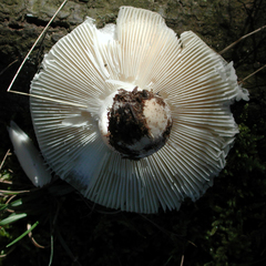 Russula perlactea