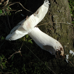 Russula perlactea