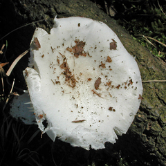 Russula perlactea
