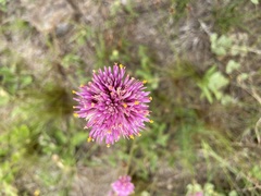 Gomphrena pulchella