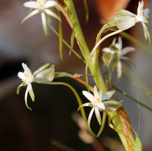Image of Habenaria afra by (c) Tony Rebelo, some rights reserved (CC BY-SA)