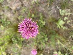 Gomphrena pulchella