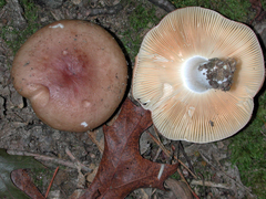 Russula puellaris