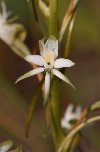 Image of Habenaria afra by (c) Tony Rebelo, some rights reserved (CC BY-SA)