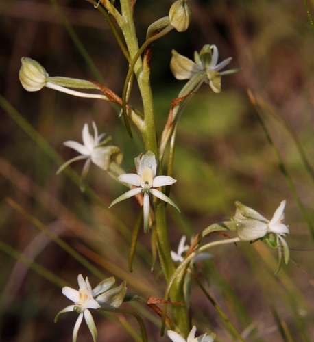 Image of Habenaria afra by (c) Tony Rebelo, some rights reserved (CC BY-SA)