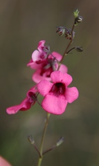Diascia integerrima