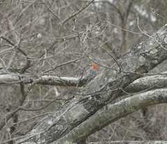 Melanerpes carolinus