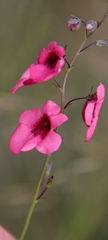 Diascia integerrima