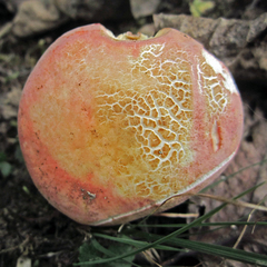 Russula pulchra