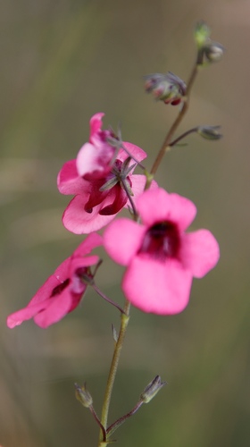 Image of Diascia integerrima by (c) Tony Rebelo, some rights reserved (CC BY-SA)