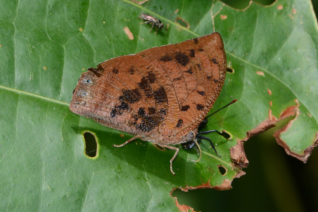 Fountainea sosippus
