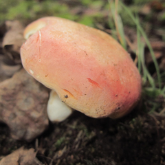 Russula pulchra