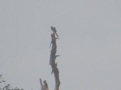 Pteroglossus pluricinctus