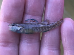 Etheostoma lepidum