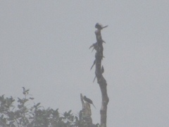 Pteroglossus pluricinctus