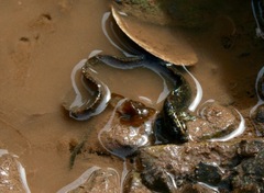 Pholis gunnellus
