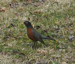 Turdus migratorius