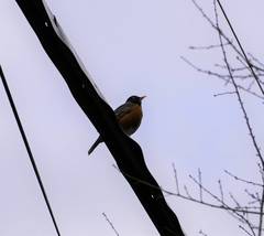 Turdus migratorius