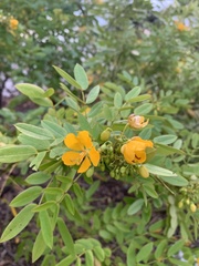 Senna chapmanii