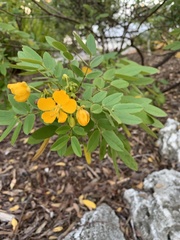 Senna chapmanii