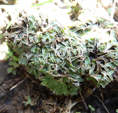 Riccia atropurpurea