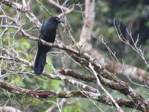 Birding in Napo