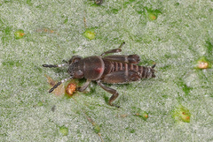 Ripipterygidae
