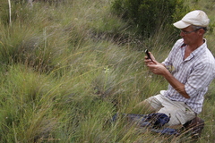 Habenaria epipactidea