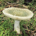 Blue-green Cracking Russula - Photo (c) Joanne and Robert Solem, some rights reserved (CC BY-NC), uploaded by Joanne and Robert Solem