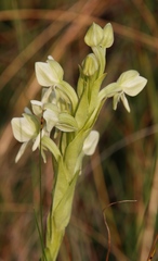 Habenaria epipactidea