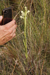 Habenaria epipactidea