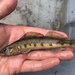 Texas Logperch - Photo no rights reserved, uploaded by Nick Loveland