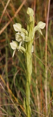 Habenaria epipactidea