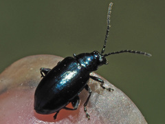 Altica oleracea