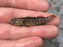 Etheostoma lepidum