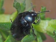 Phaedon armoraciae