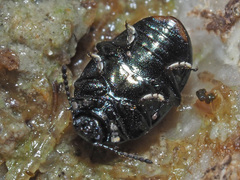 Phaedon armoraciae