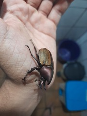 Agaocephala mannerheimi