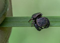 Simaethina