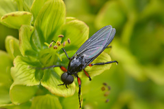 Bibio pomonae