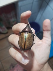 Agaocephala mannerheimi