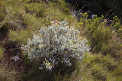 Helichrysum trilineatum