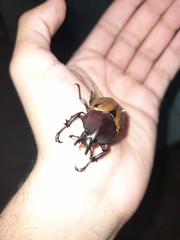 Agaocephala mannerheimi