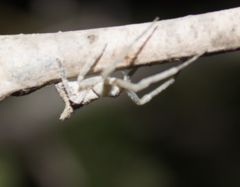 Tmarus