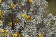 Helichrysum trilineatum