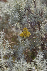 Helichrysum trilineatum