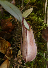 Nepenthes tentaculata