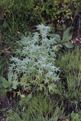 Geranium robustum